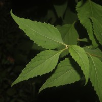 Cyanthillium hookerianum (Arn.) H.Rob.